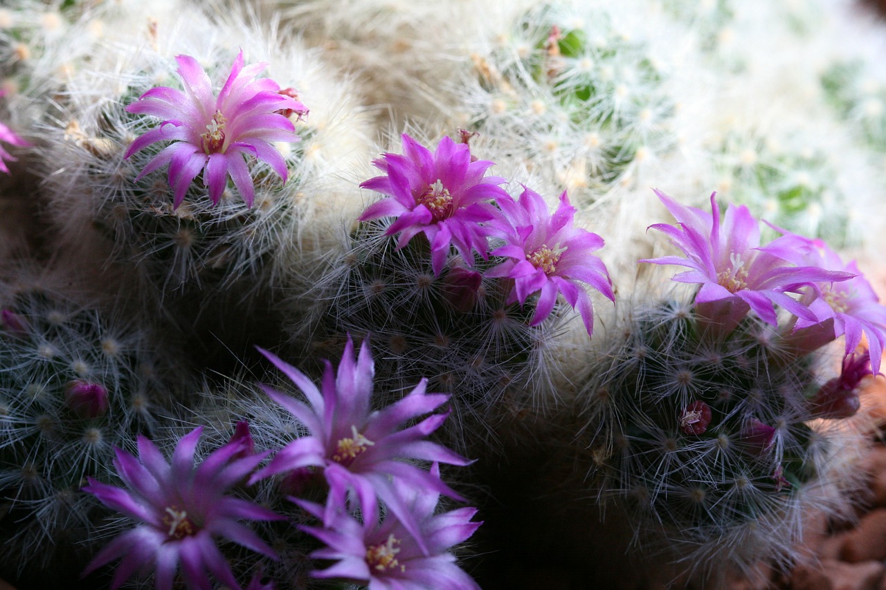 cactus flowering cactus purple free photo
