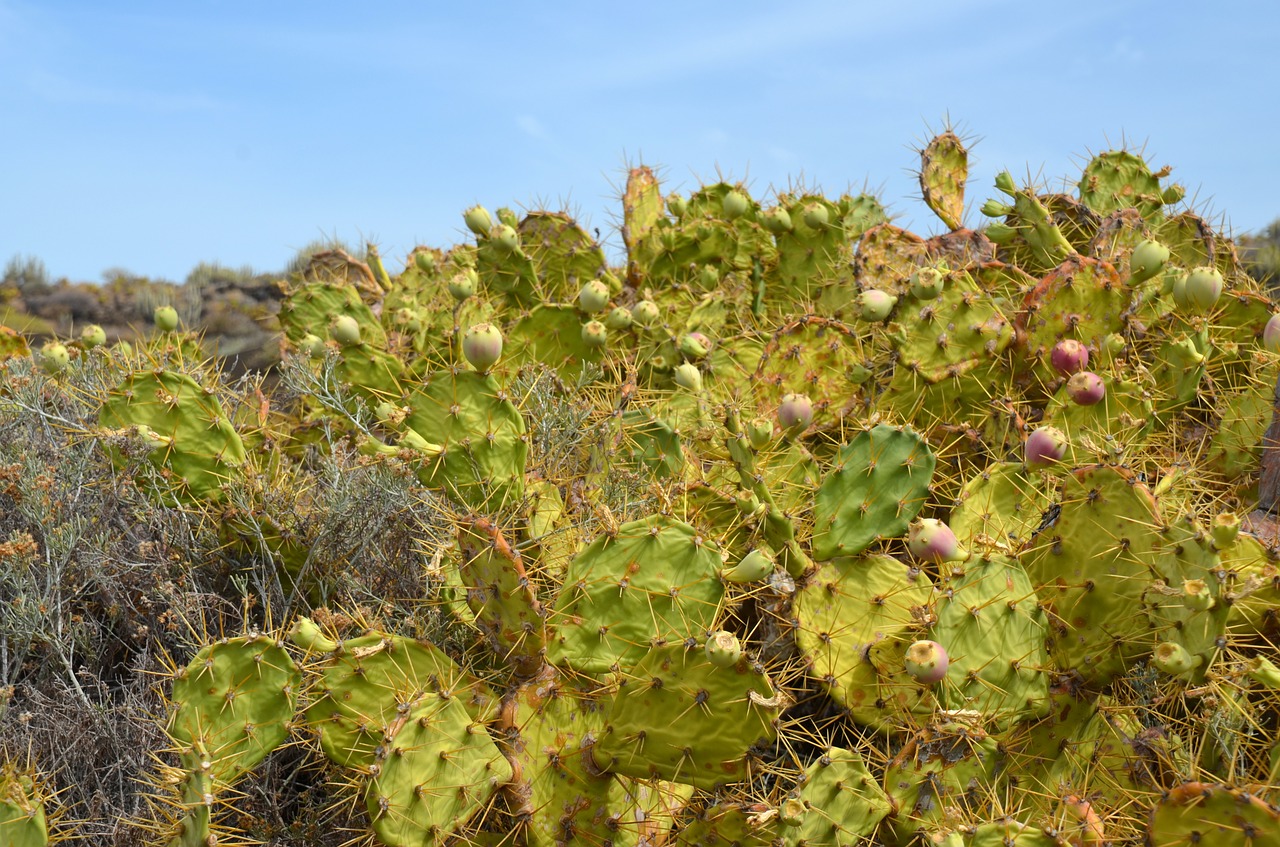 cactus spur plant free photo