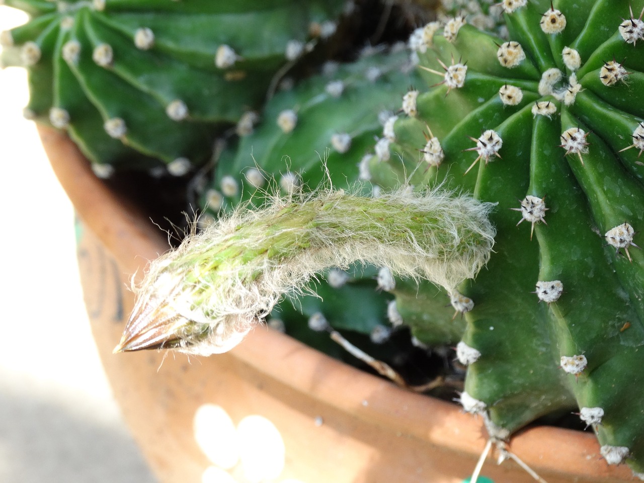 cactus blooming green free photo