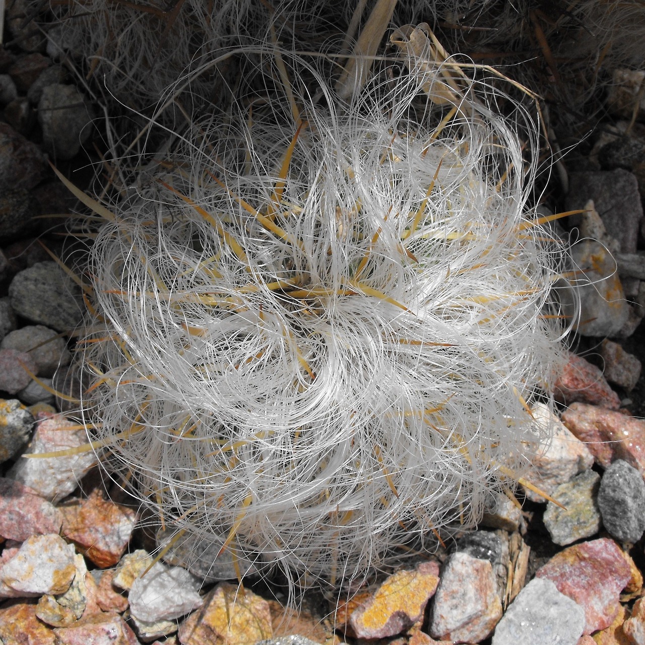 cactus old man of the mountain oreocereus celsianus free photo