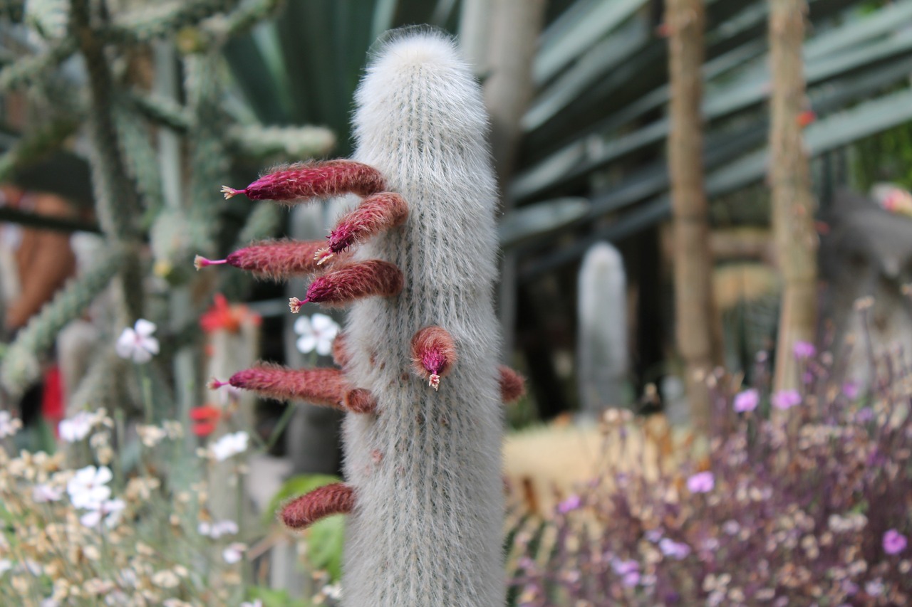 cactus close cactus flower free photo