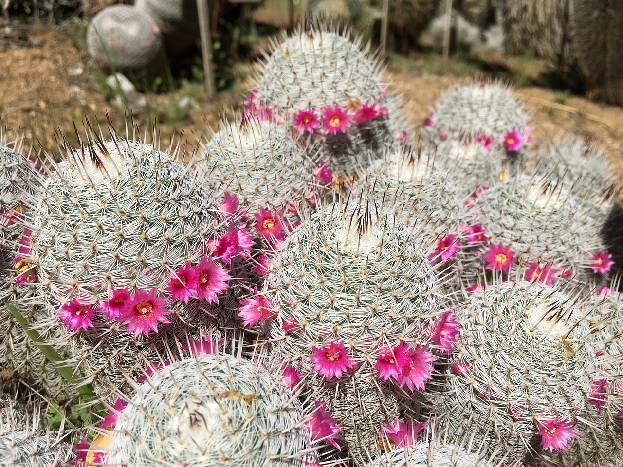 cactus pink flower free photo