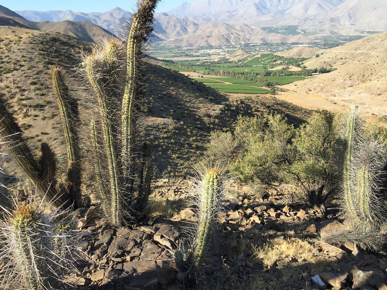 cactus valley landscape free photo