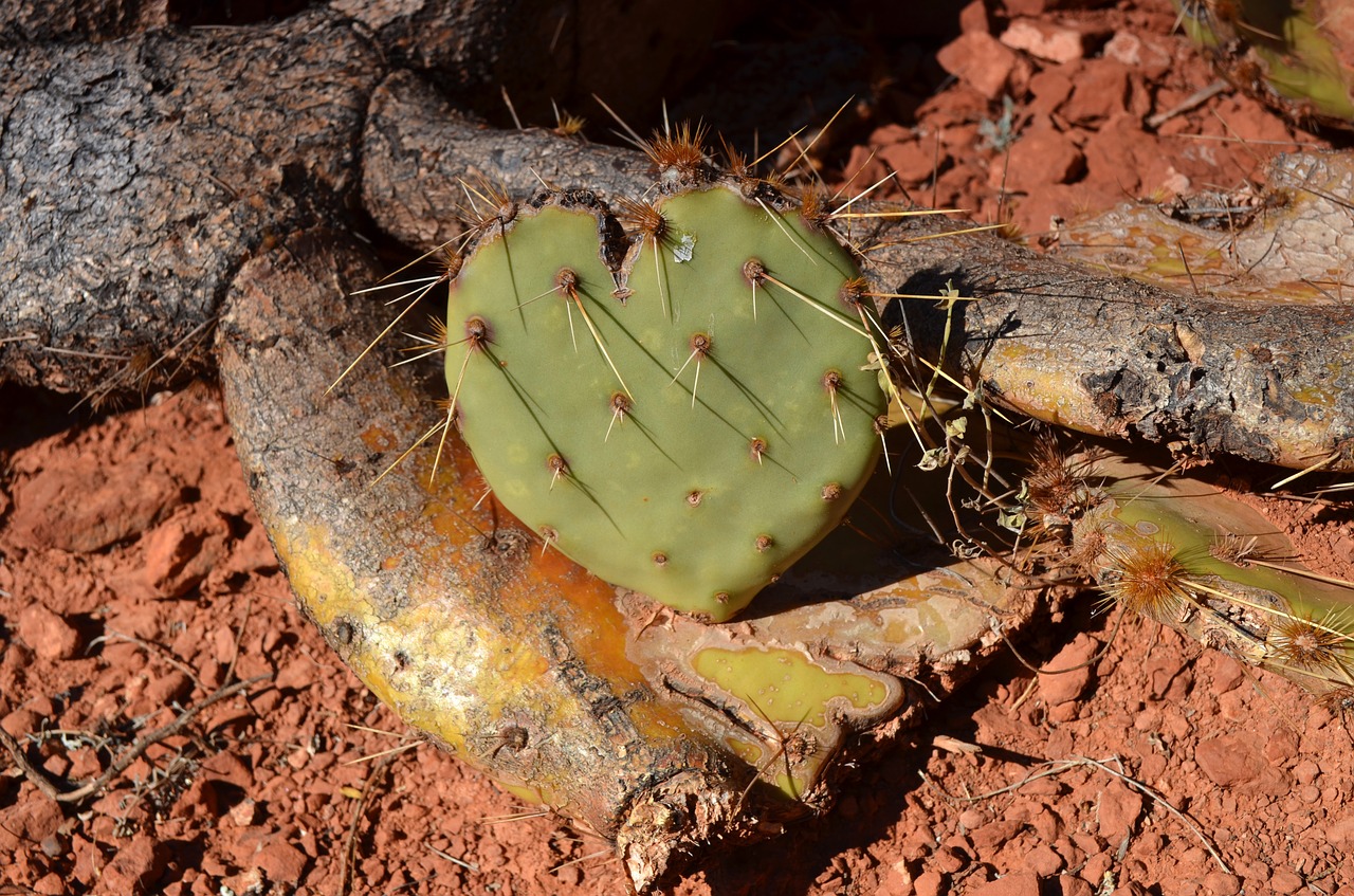 cactus heart heart shaped free photo