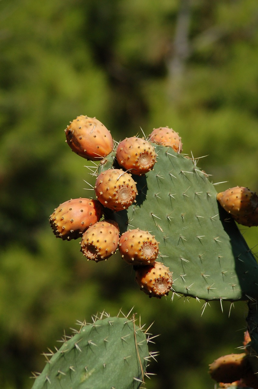 cactus prickly pear cactus cacti free photo