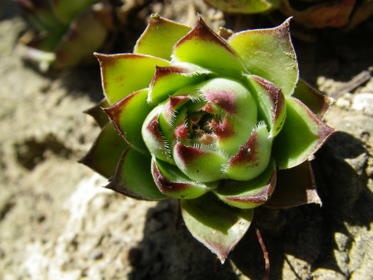 cactus nature green free photo