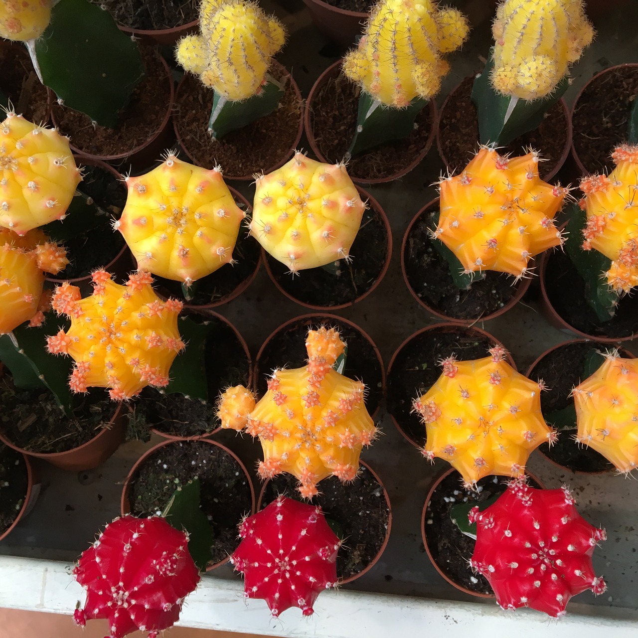 cactus red gardening free photo