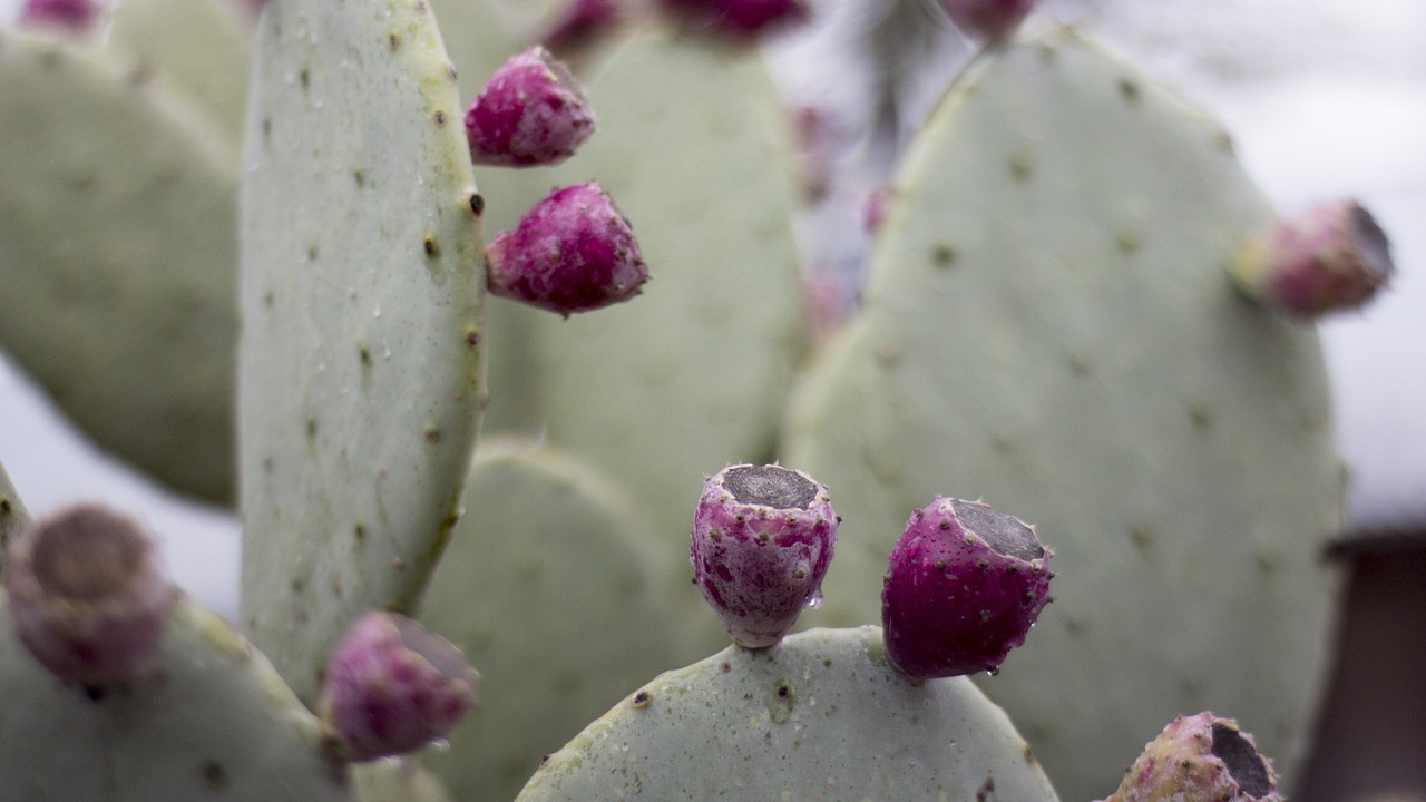 cactus flower green free photo