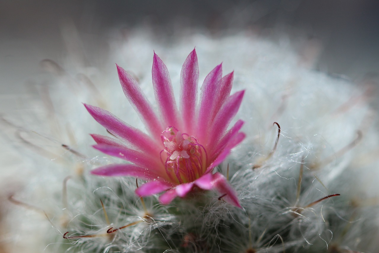 cactus pink flower free photo