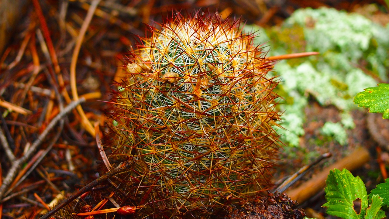 cactus nature outdoors free photo