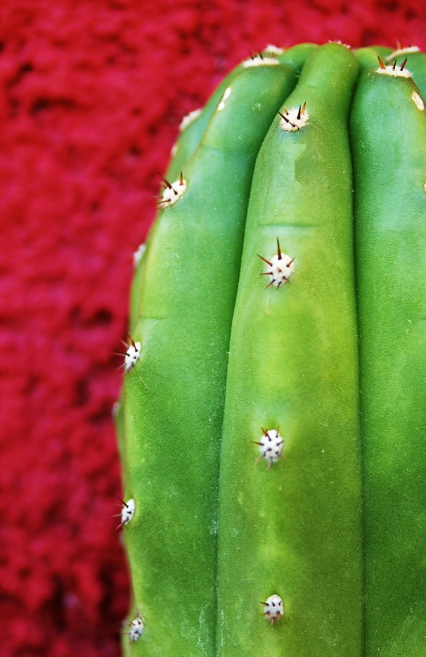 cactus texture green free photo