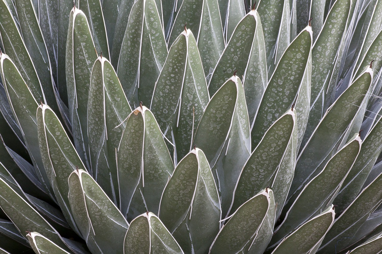 agave victoriae-reginae cactus succulent free photo