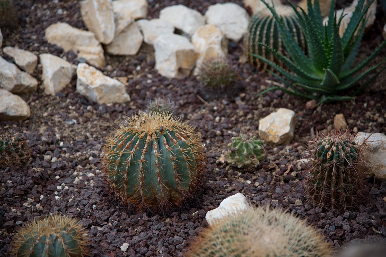 cactus spines prickly free photo