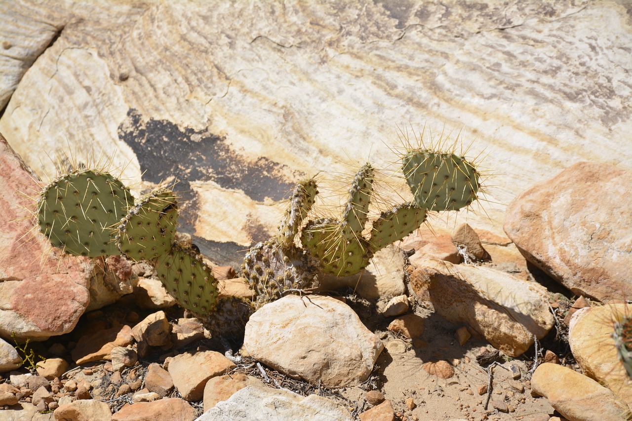 cactus desert vegetation free photo