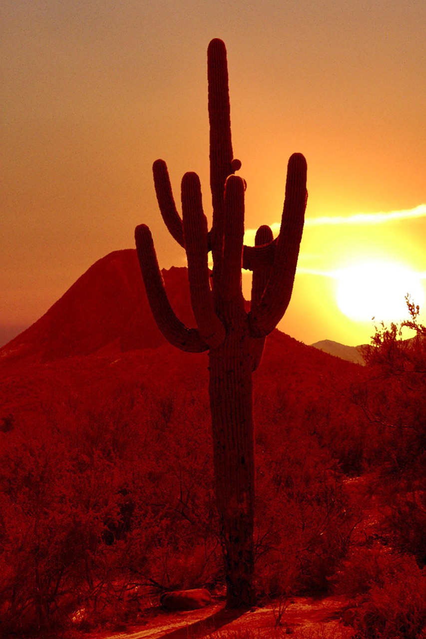 cactus sunset arizona free photo