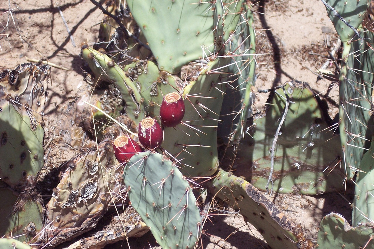 cactus prickly-pear thorn free photo