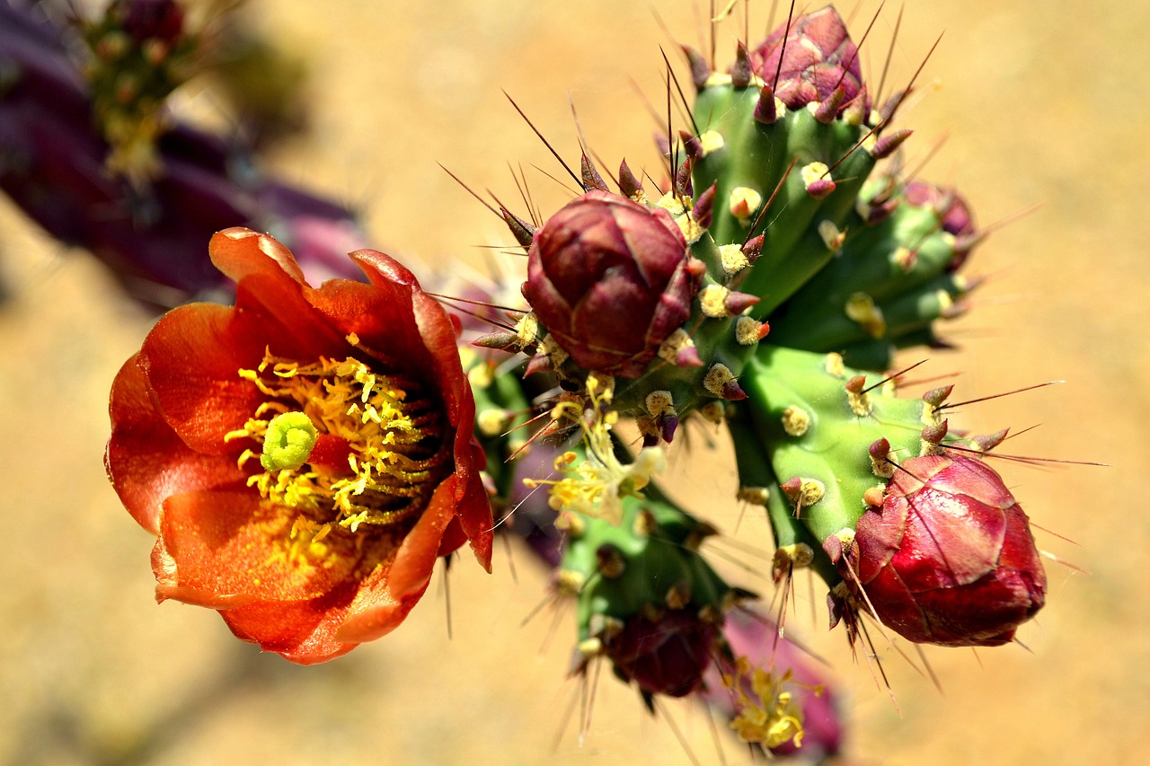 cactus desert arizona free photo