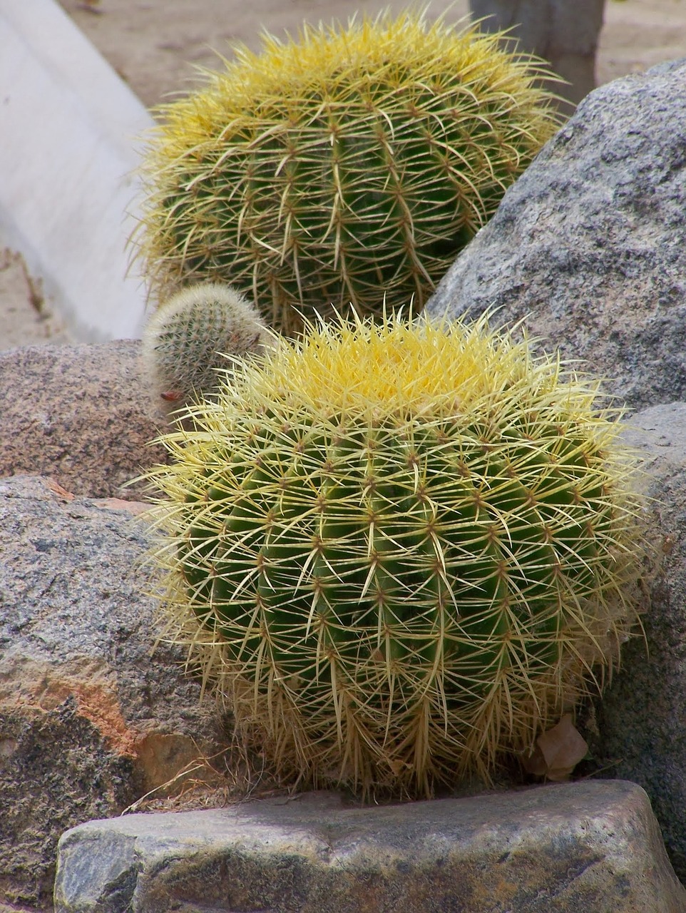 cactus green thorns free photo