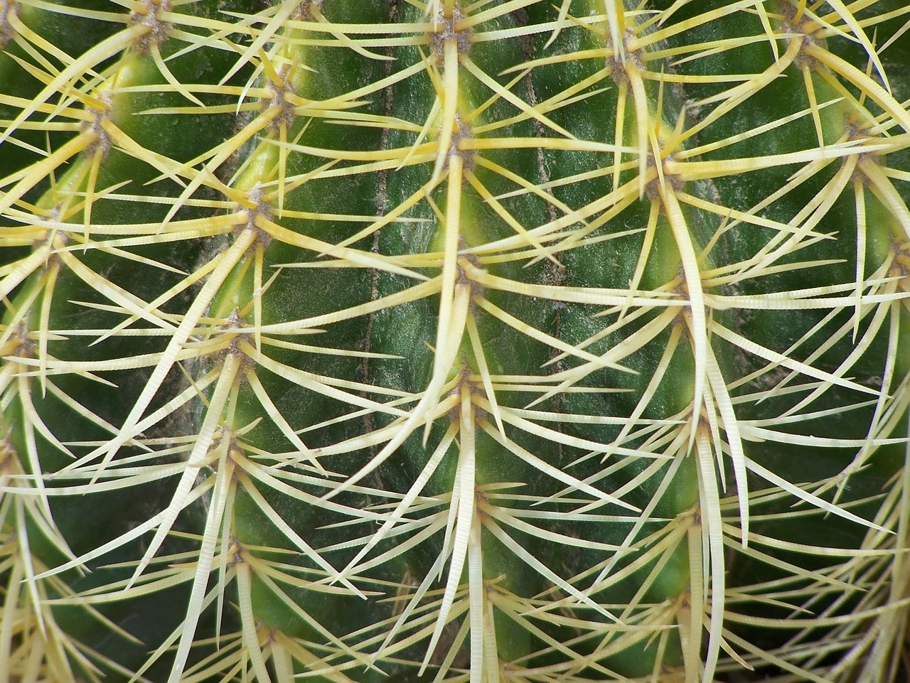 cactus green thorns free photo