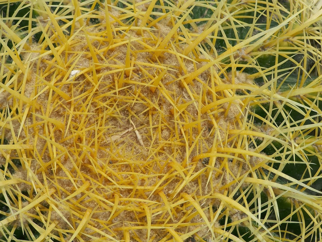 cactus green thorns free photo