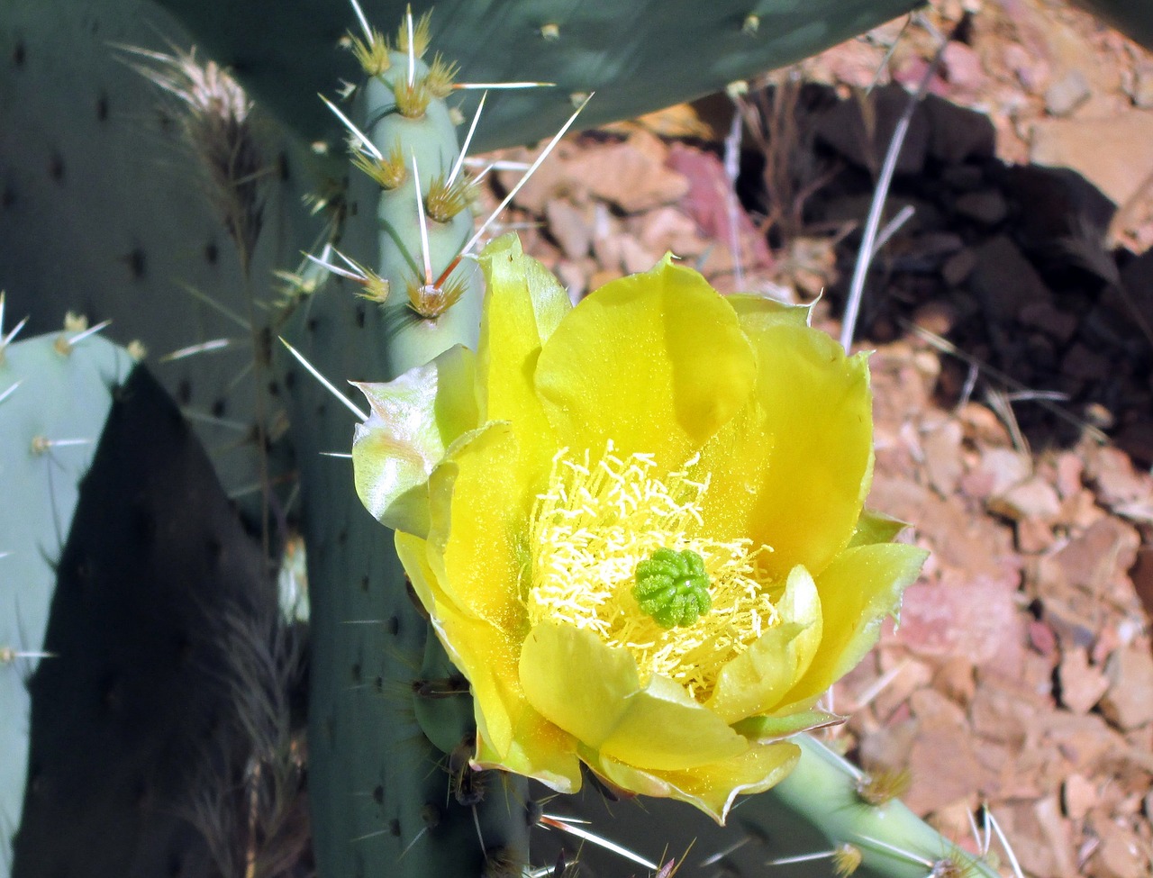 cactus flower desert free photo