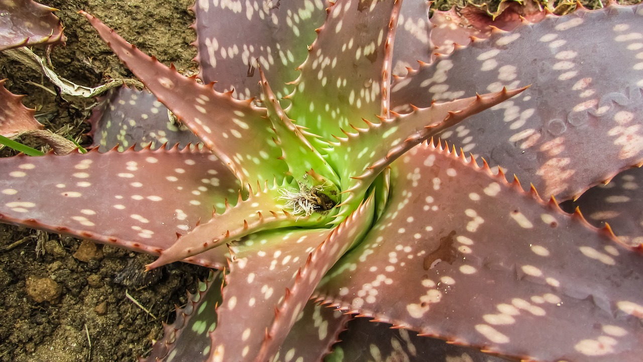 cactus plant floral free photo