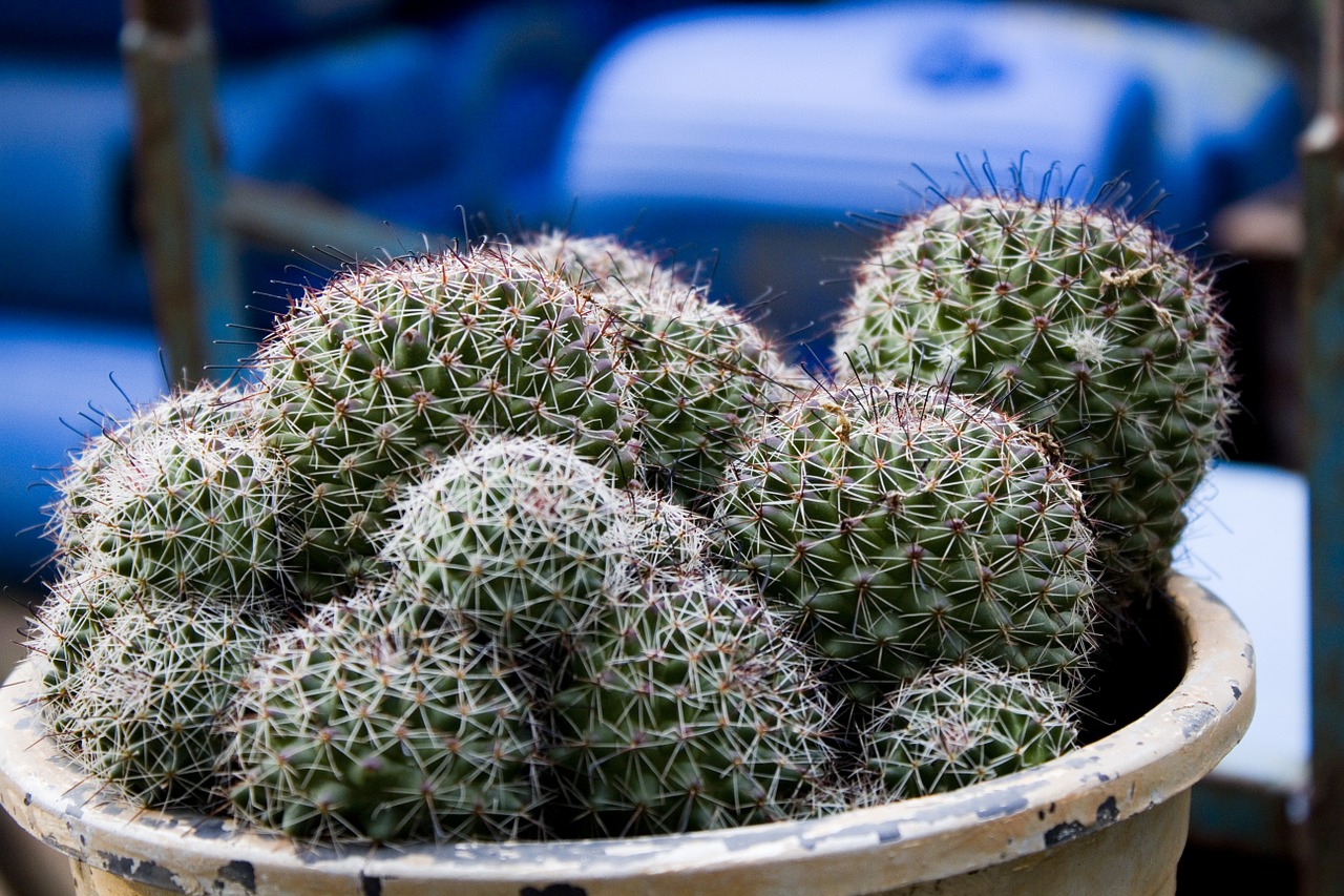 cactus thorns succulent free photo