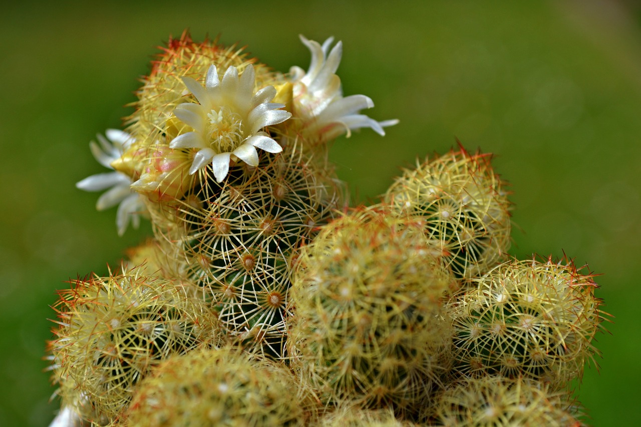 cactus cactus flowers white flowers free photo