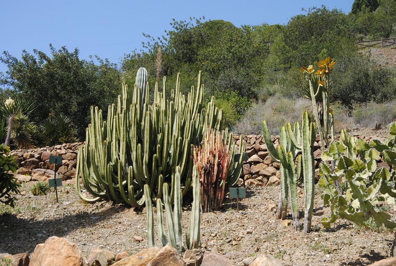 cactus resistant flowers botany free photo