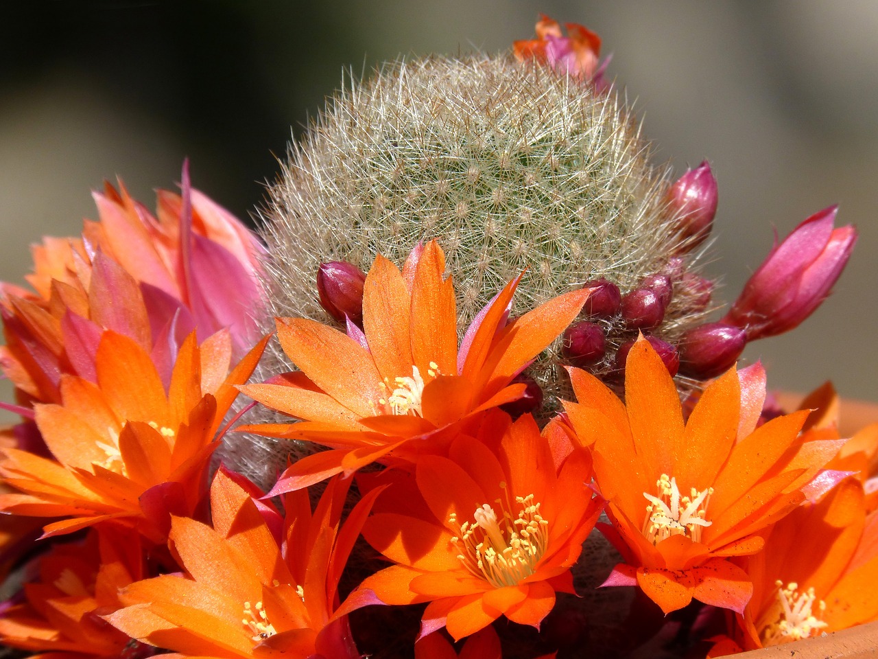 cactus florir cactus flower free photo