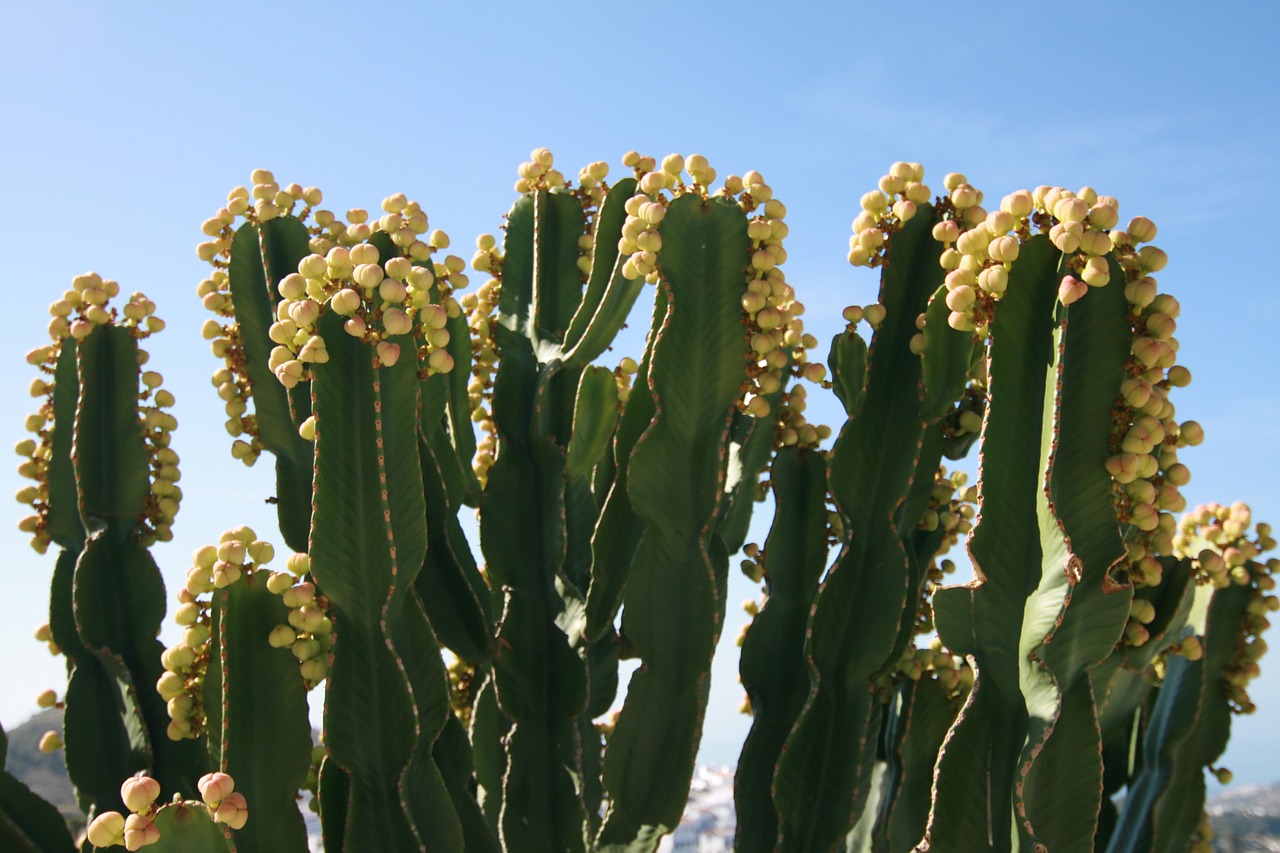 cactus flowers flora free photo