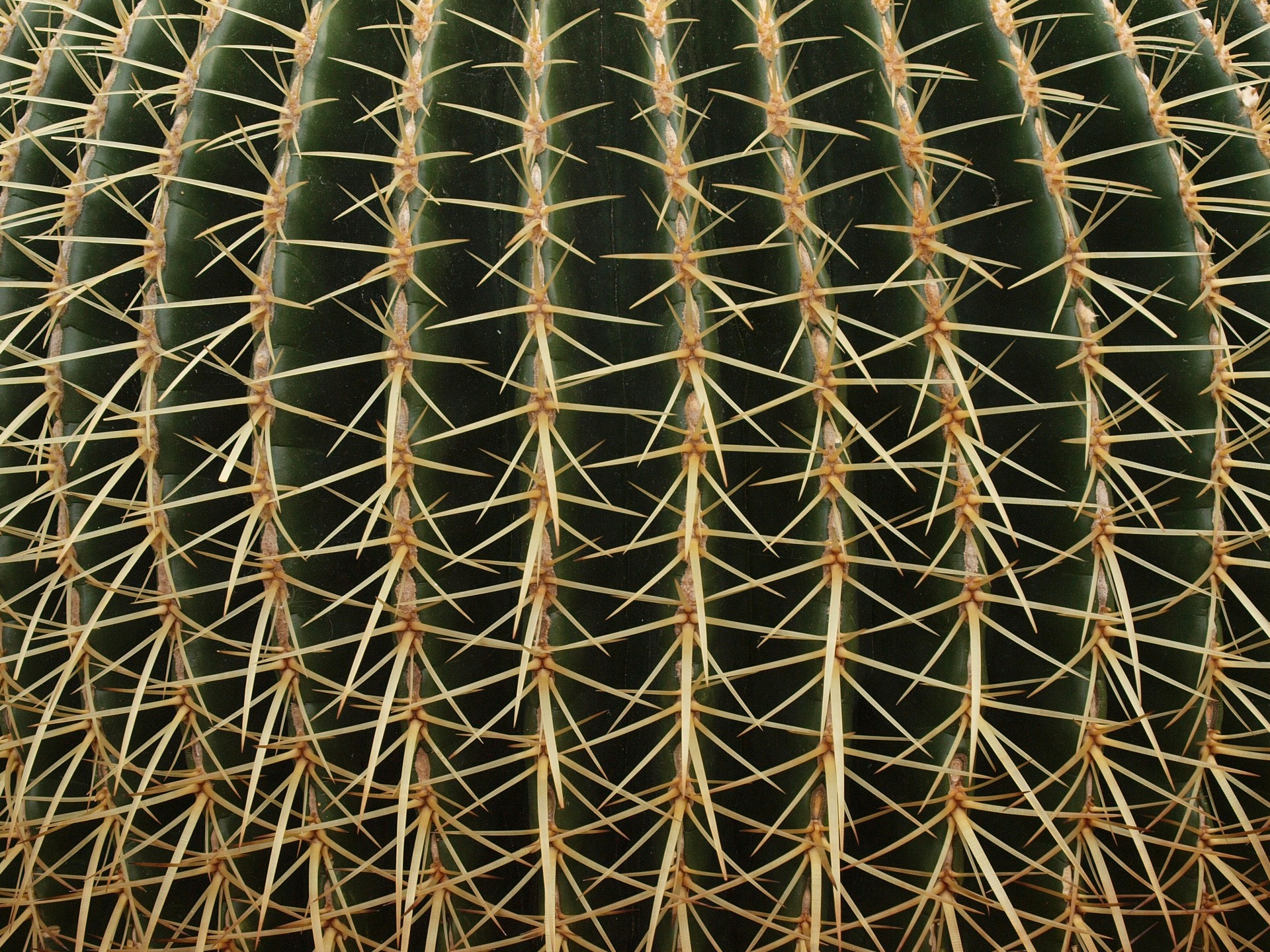 cactus plant desert free photo