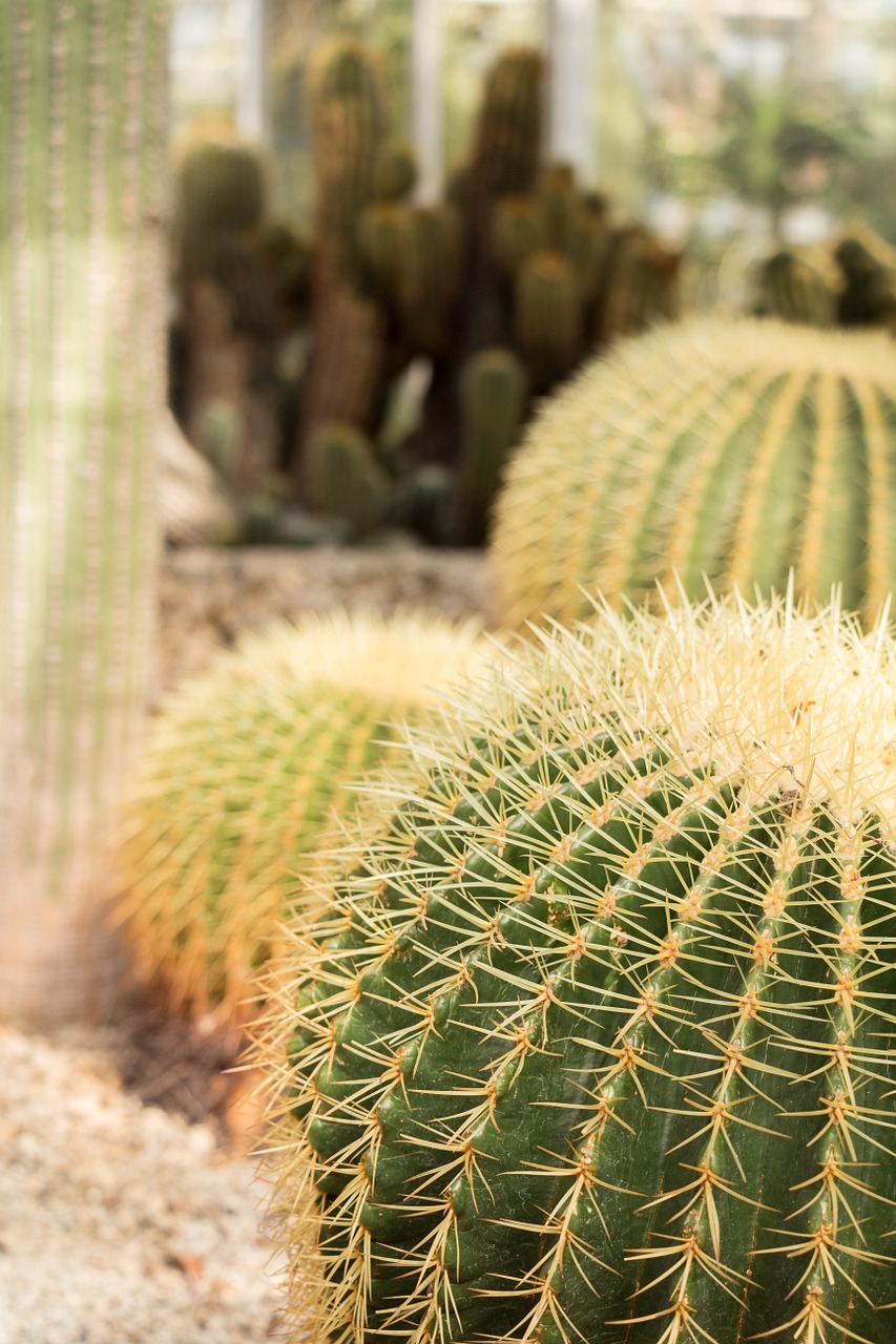 cactus mother-in-law chair prickly free photo