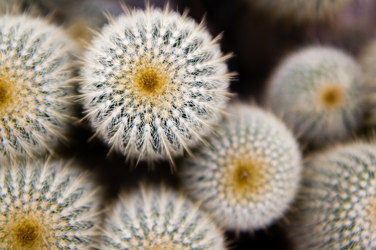 cactus thorns plant free photo