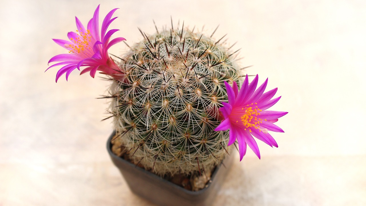 cactus flower plant free photo