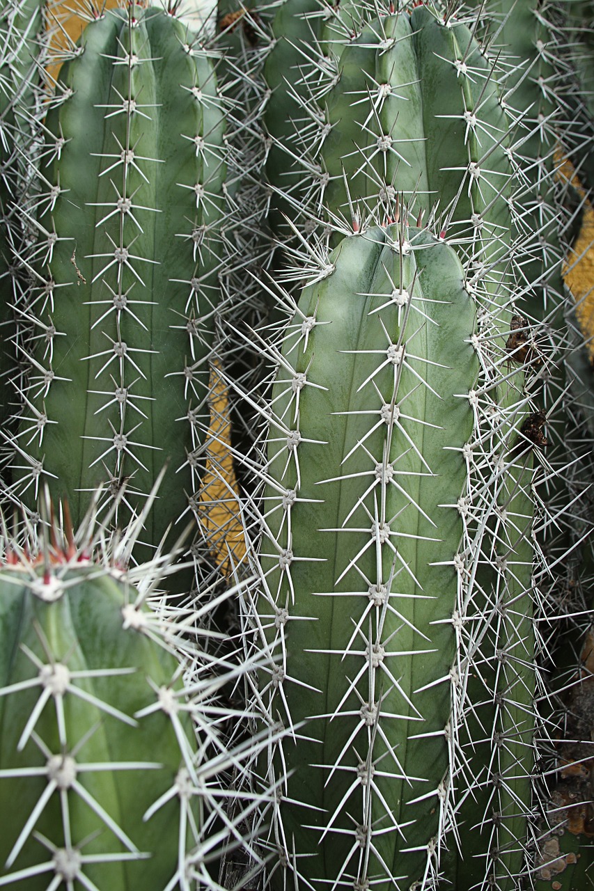 cactus sting prickly free photo