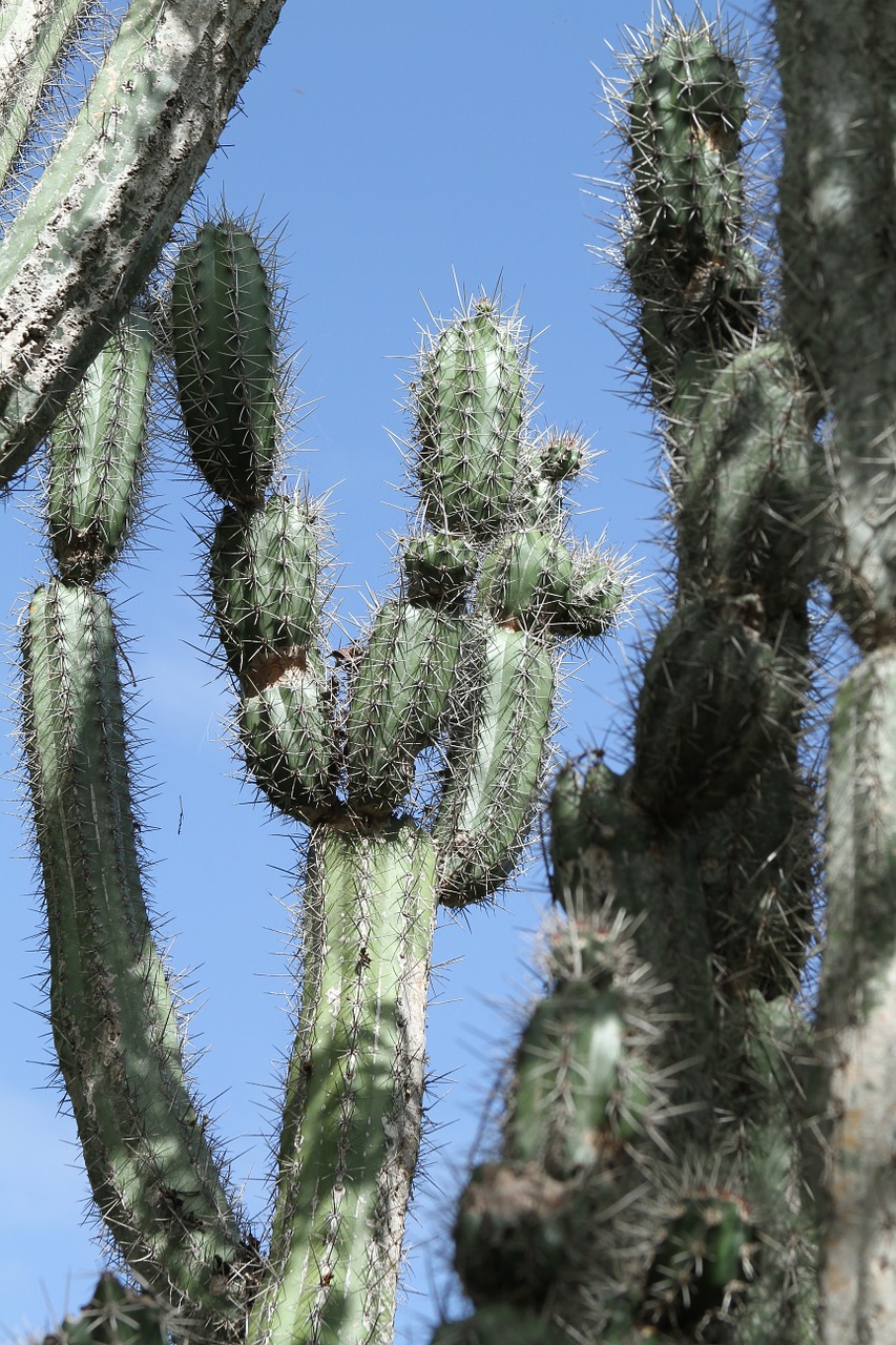 cactus green spur free photo