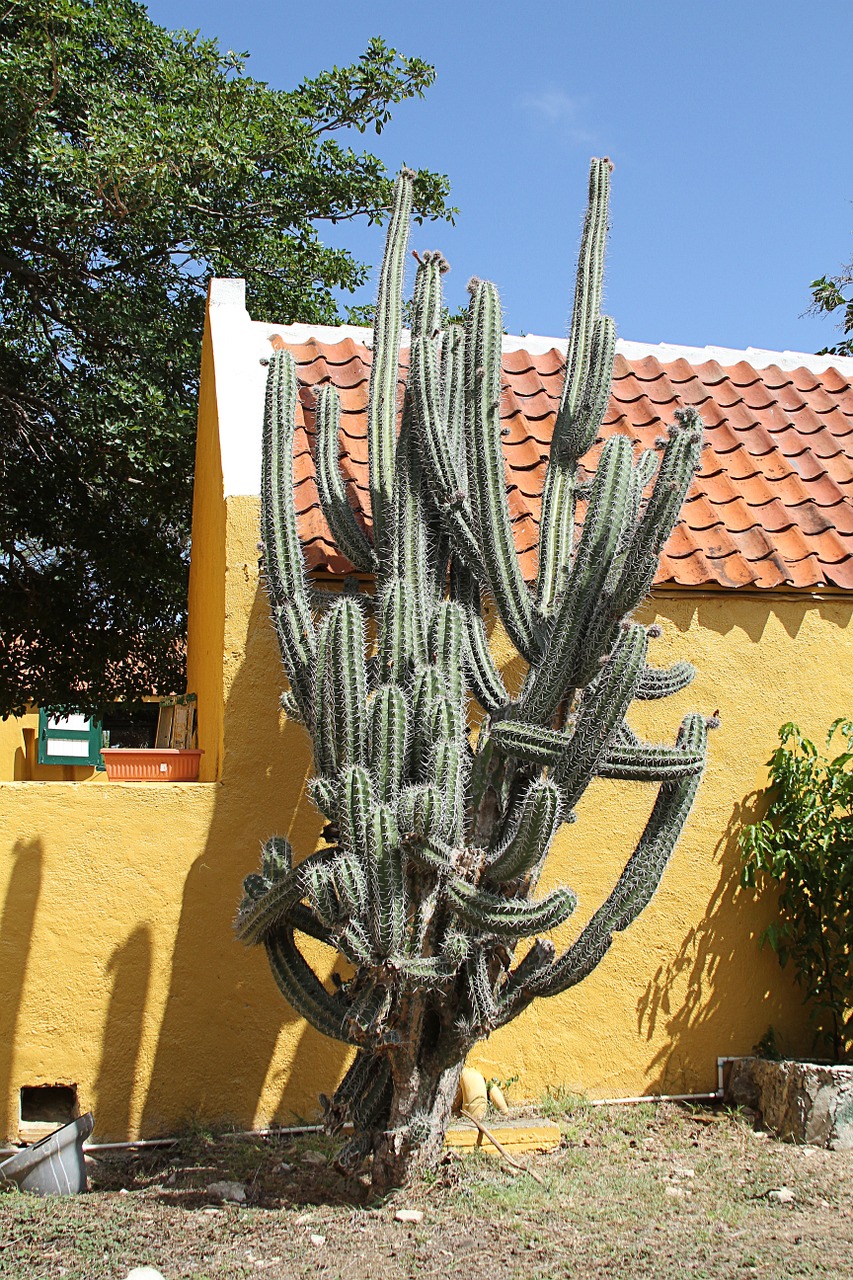 cactus green spur free photo