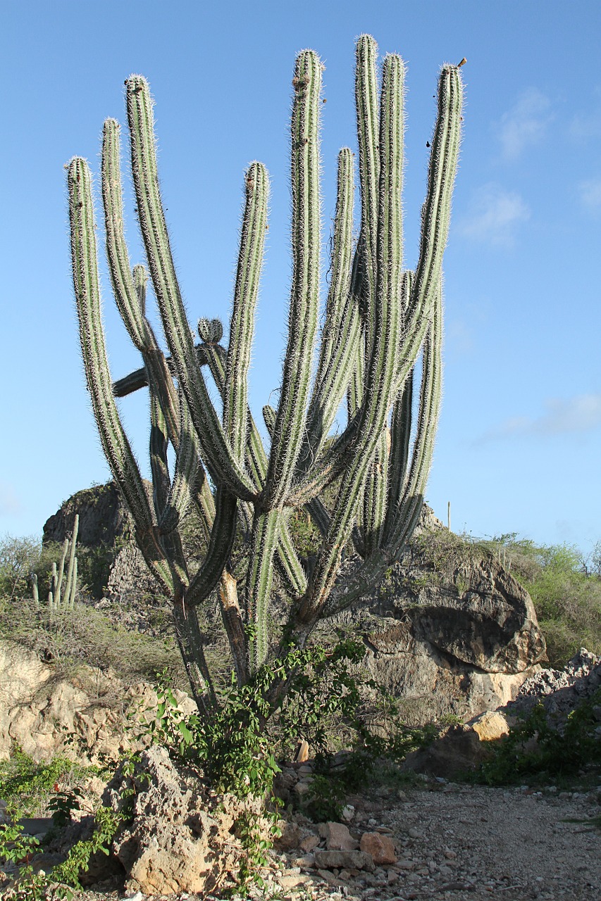 cactus green spur free photo