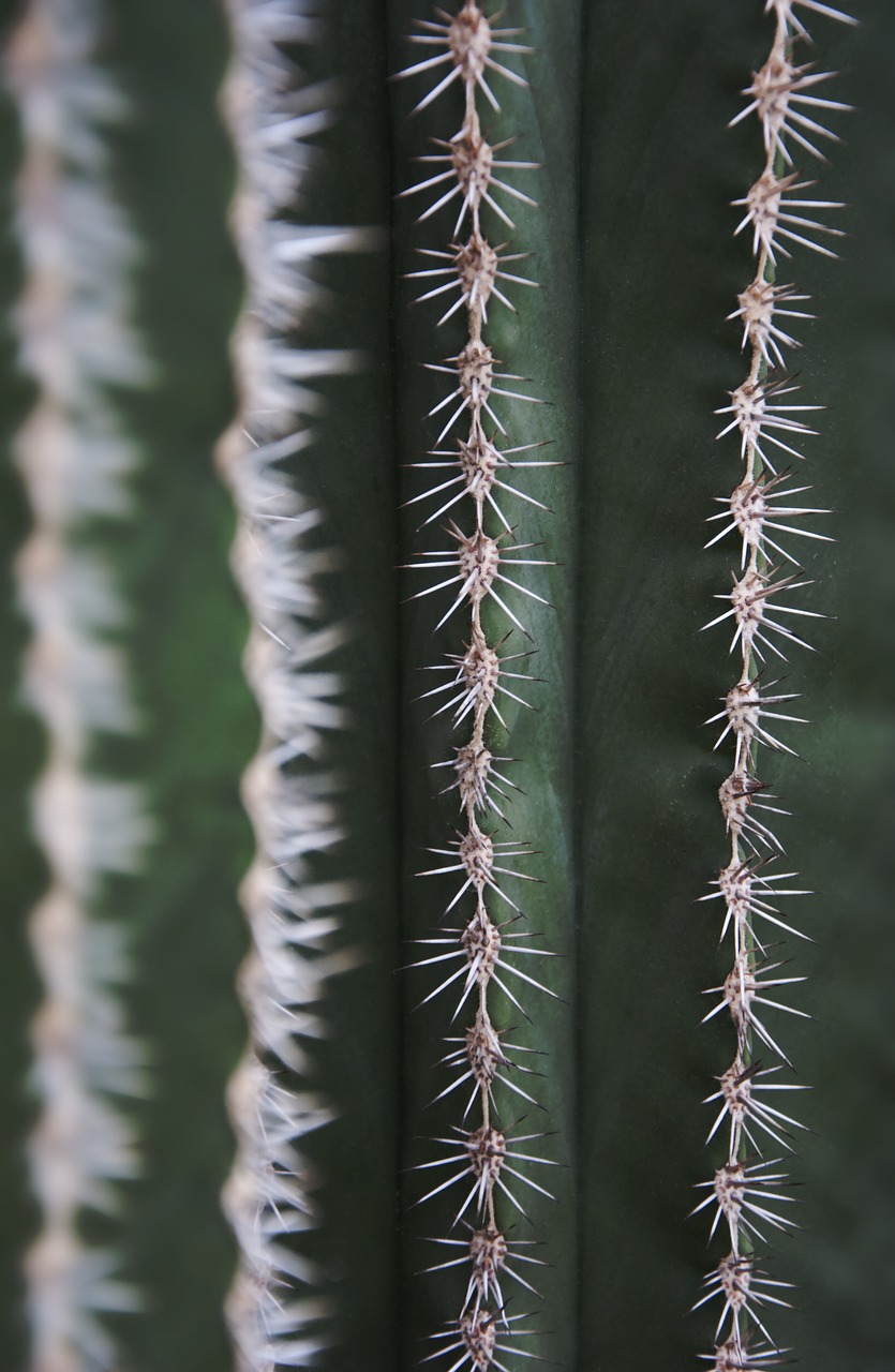 cactus spur flora free photo
