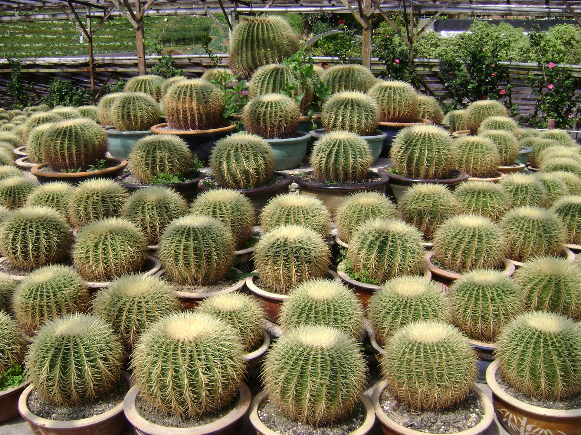 cactus malaysia plants free photo