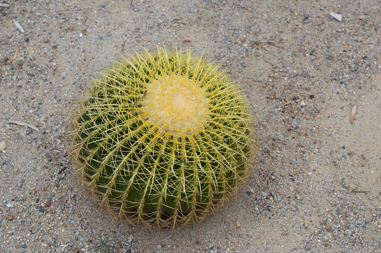 cactus succulents garden free photo