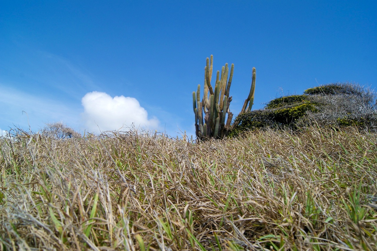 cactus landscape caribbean free photo