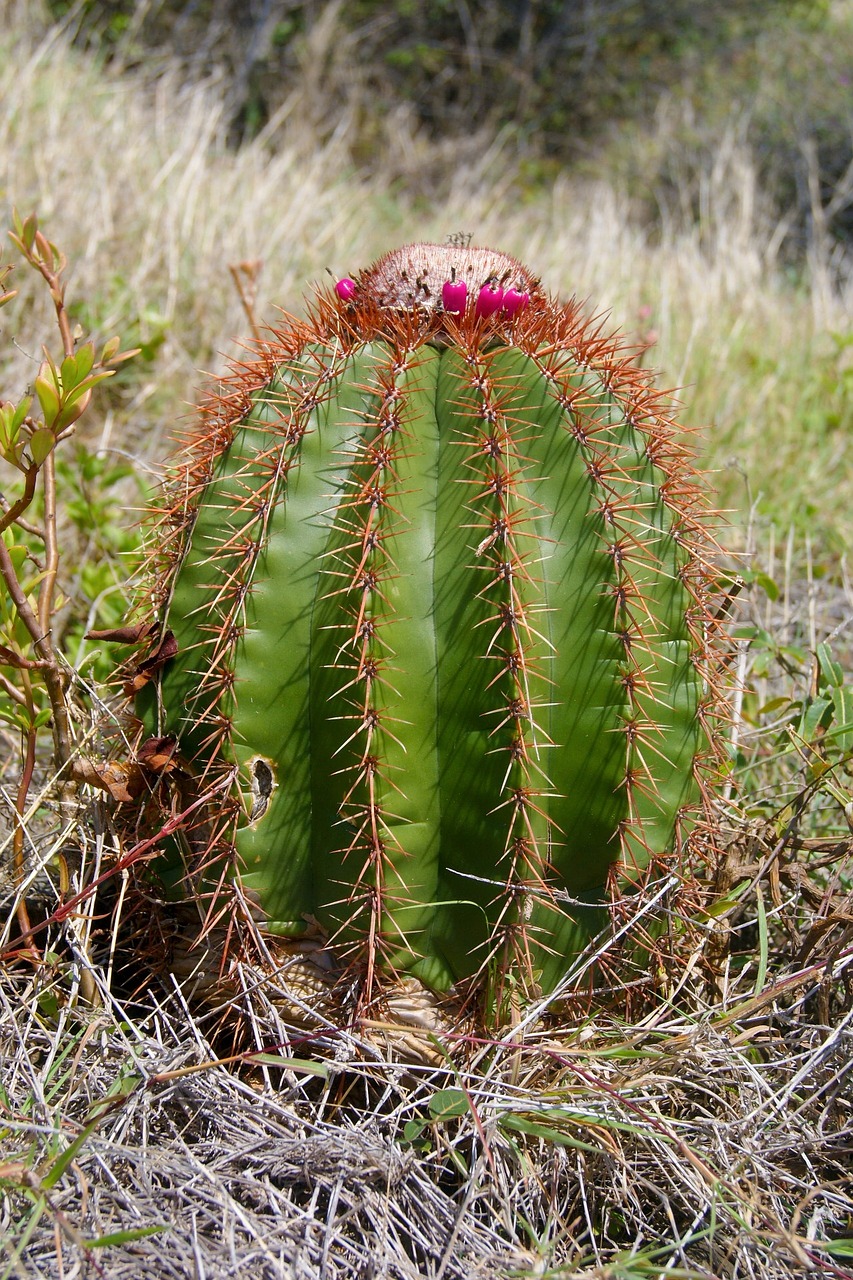 cactus island saint-martin free photo