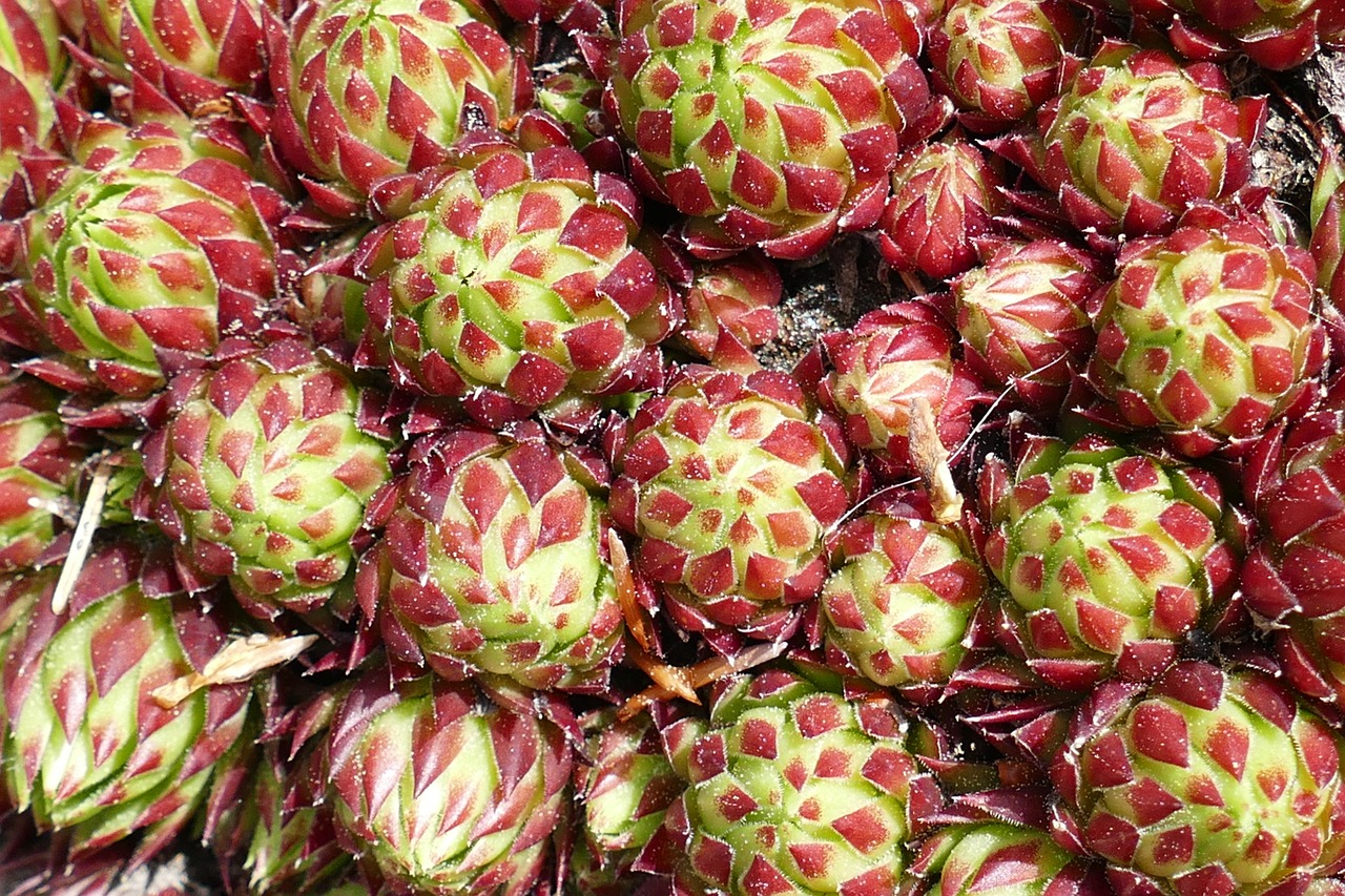 cactus macro plant free photo