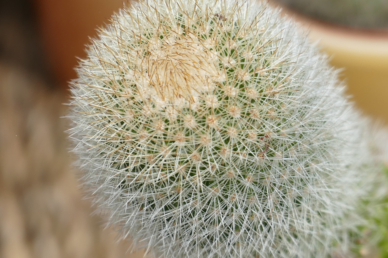 cactus close plant free photo