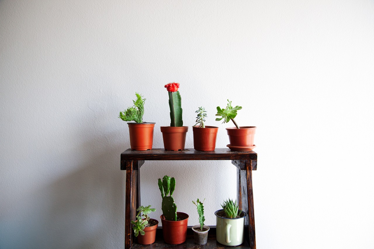 cactus succulent indoor free photo