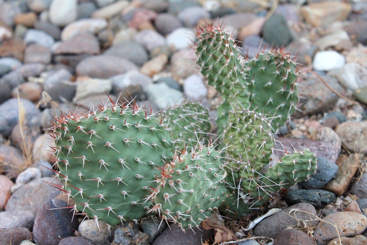 cactus new mexico cacti free photo