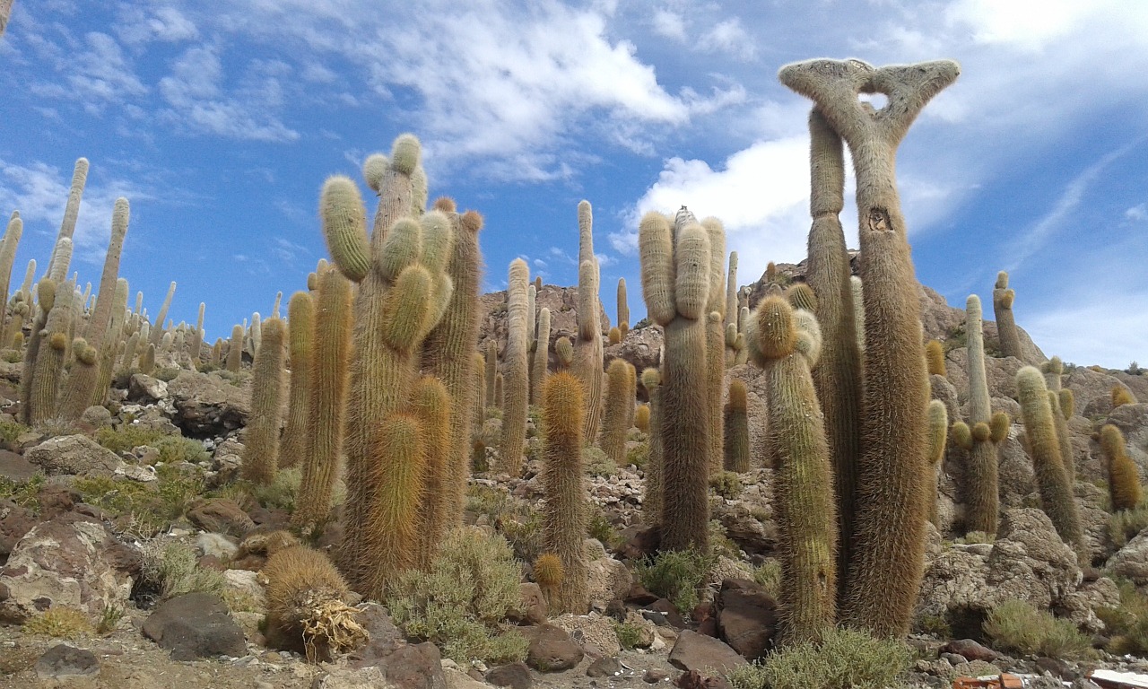 cactus bolivia uyuni free photo