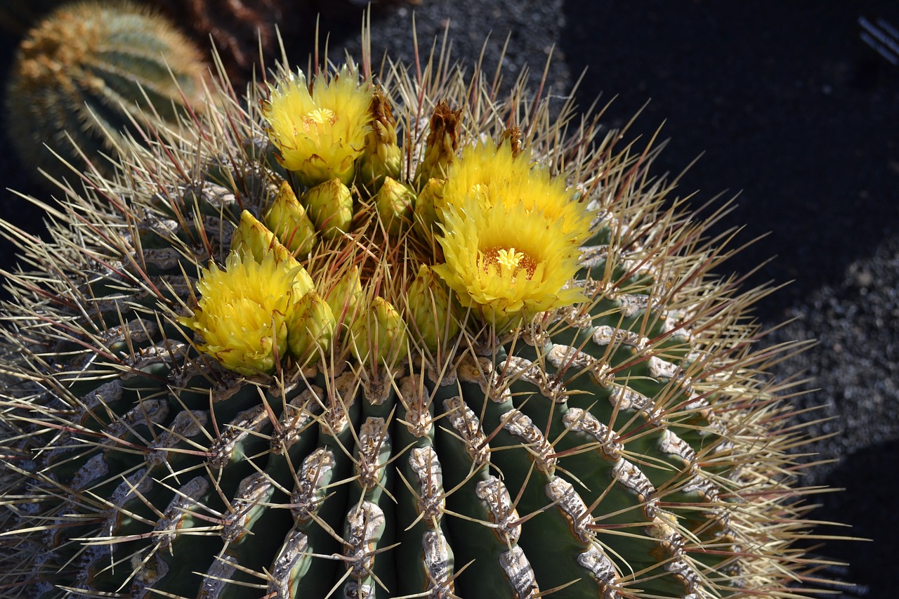 cactus yellow mexico free photo